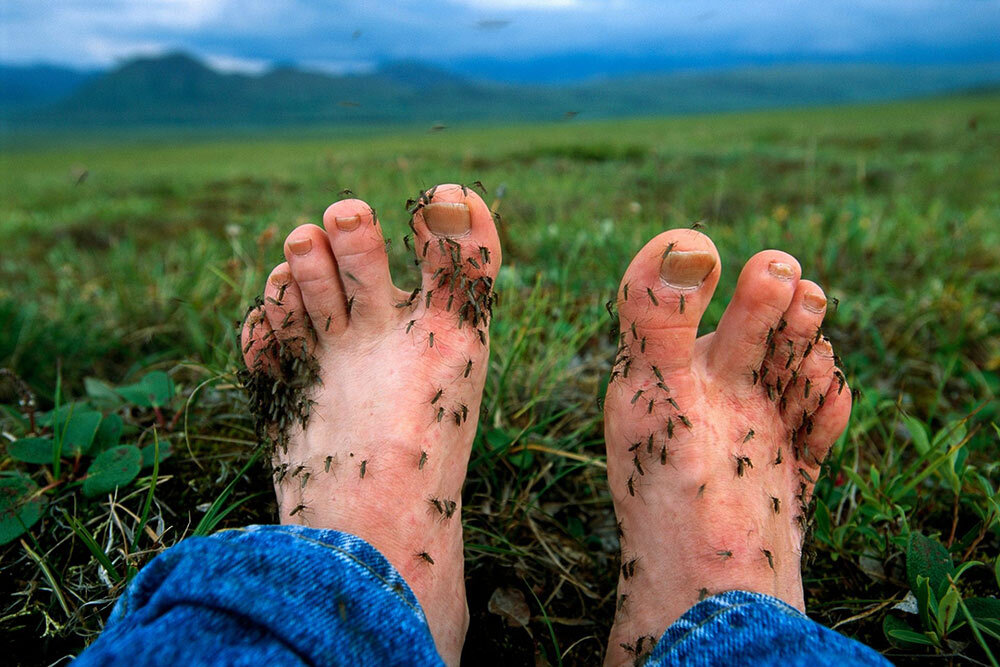 mosquitoes on Nat Geo Explorer Joel Sartore's feet