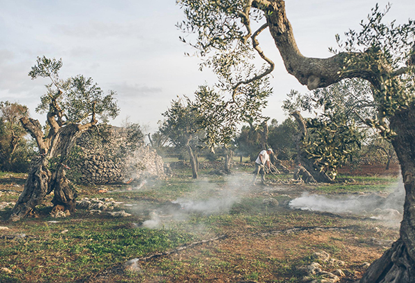 The Salento region, in Italy's boot heel, is widely known for its olive oil. But its storied groves face an uncertain future. In 2013, a devastating plant bacterium called Xylella fastidiosa was introduced to the region. To prevent the bacterium from spreading farther, officials made farmers uproot and burn infected trees. Here, olive farmer Rocco Ciurlia sets fire to leaves and branches left behind after he cut away the dead parts of his family's trees.