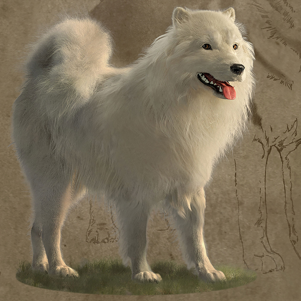 A woolly dog with a white, long, smooth, fluffy coat