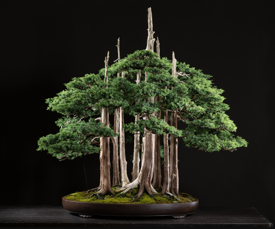 An extraordinary bonsai ‘forest’ created more than seven decades ago is not on display 