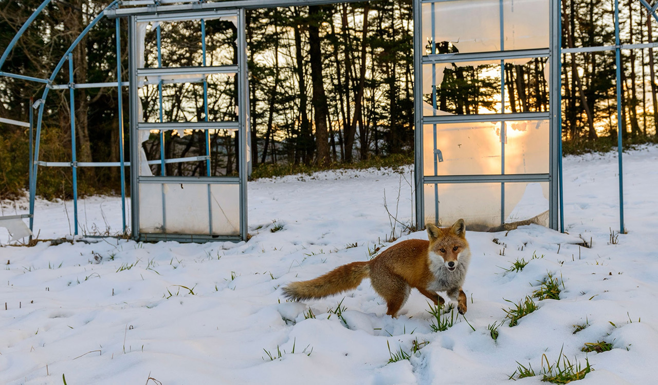 A new generation of animals has moved into abandoned areas after the 2011 nuclear disaster forced more than 160,000 people to evacuate the region.