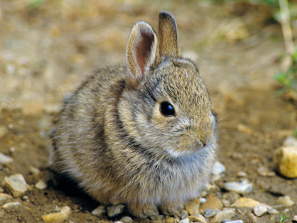 A picture of a rabbit sitting on some dirt