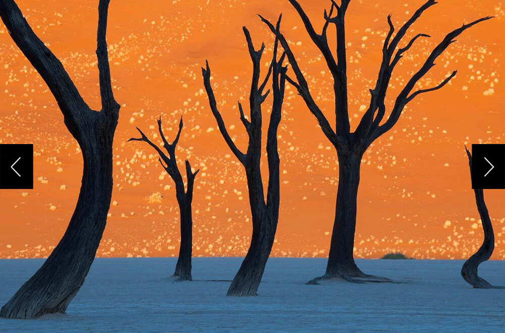 camel thorn trees in Namibia