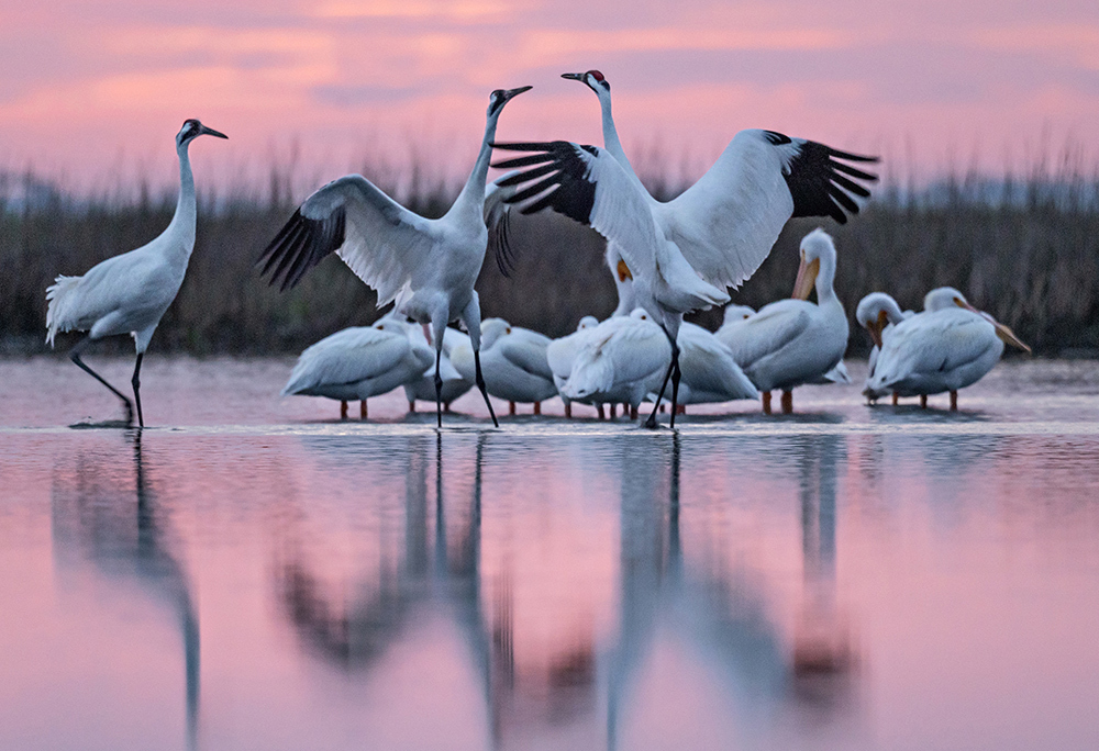 With pelicans in the back, two cranes spread their wings toward each other at sunrise