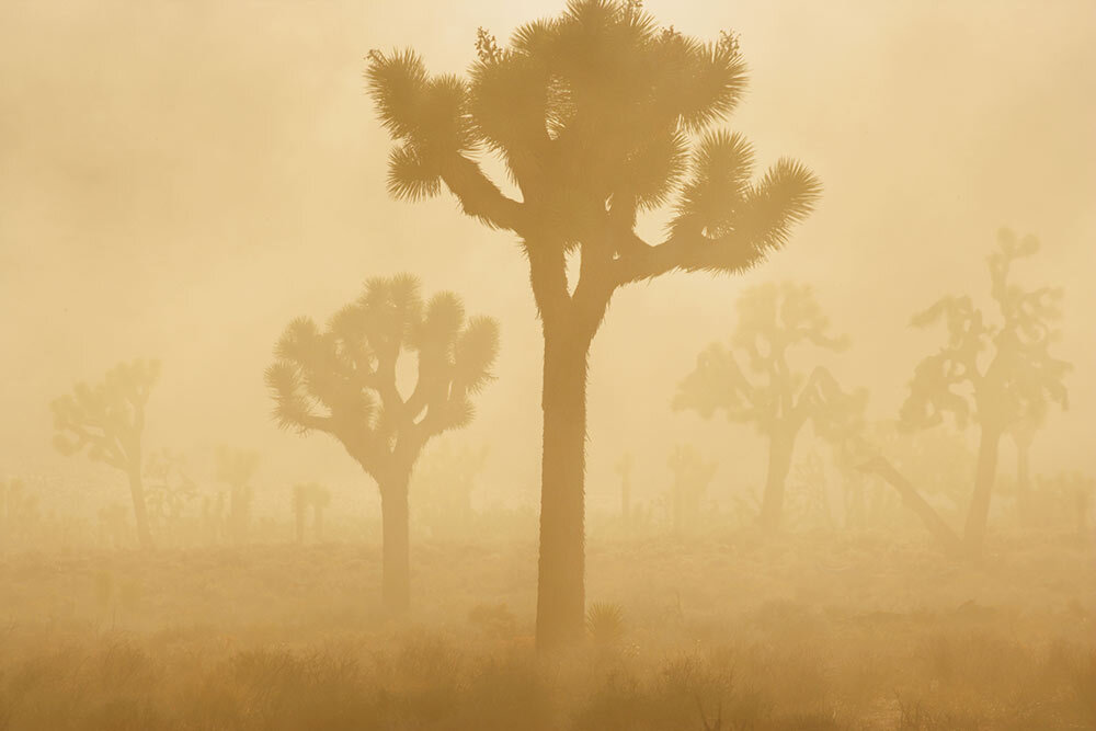 a dust storm