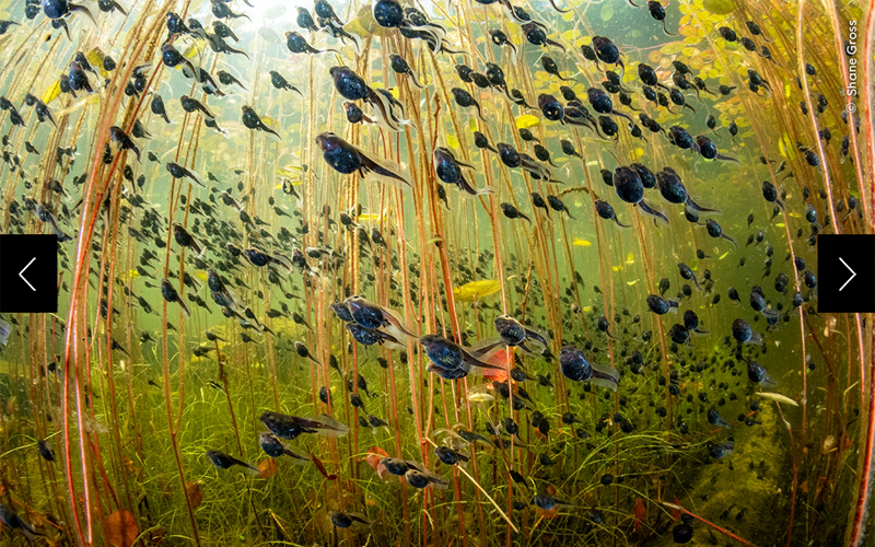 The award-winning wildlife photo, 'The Swarm of Life' 