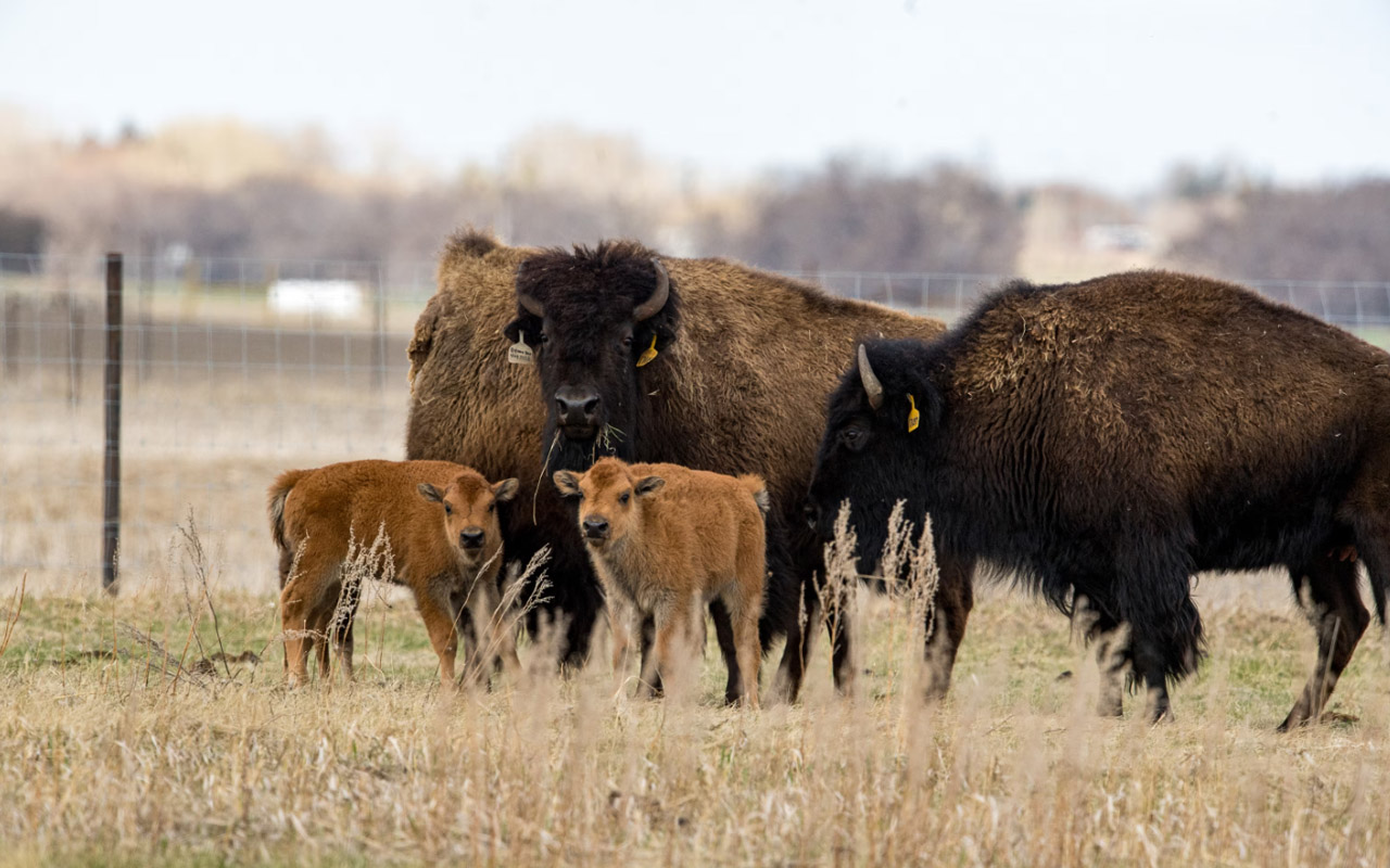 Bison calves stand in Saskatchewan’s Wanuskewin Heritage Park, the first to be born in the the archaeological site and cultural centre in more than 150 years.