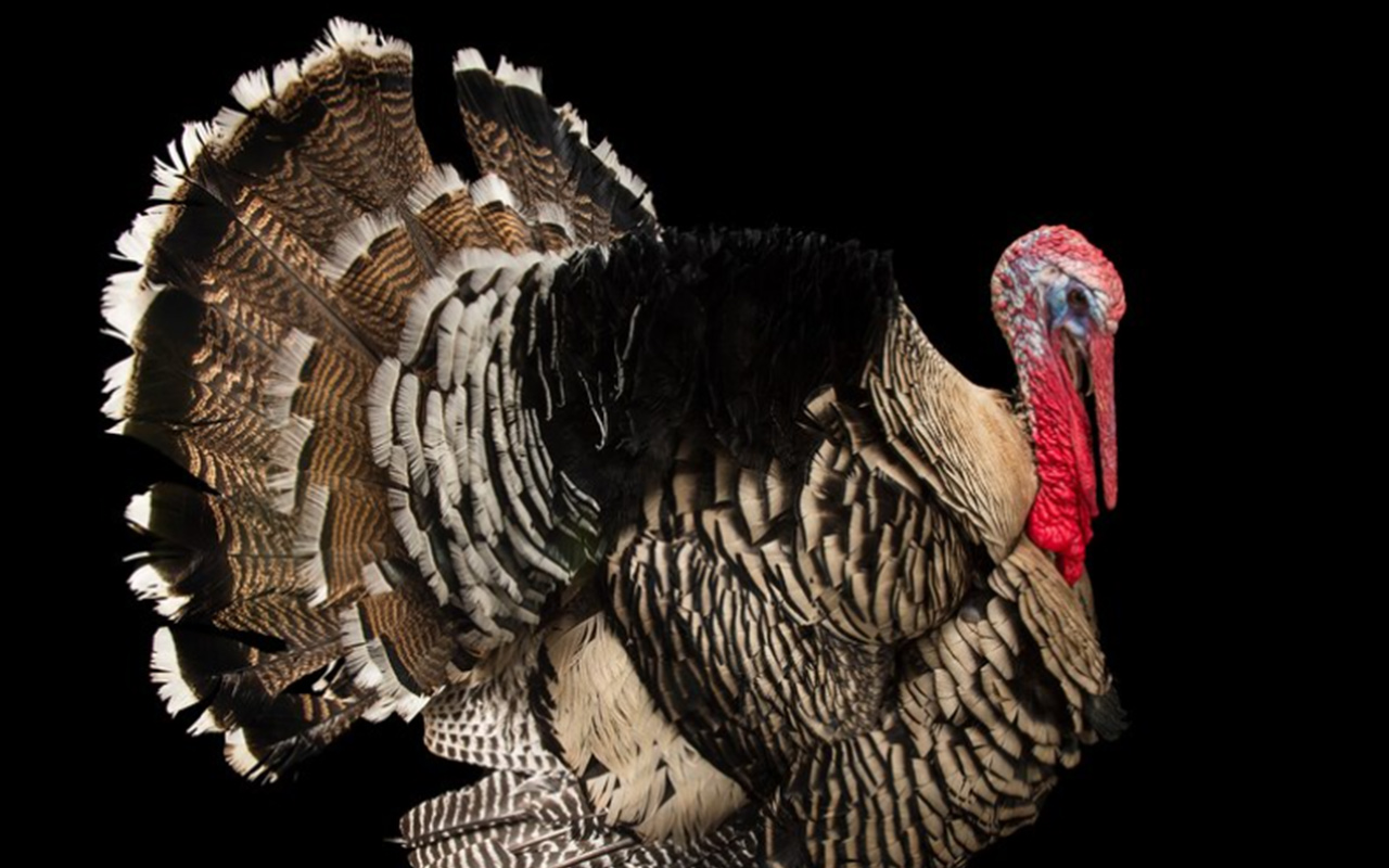 An adult Turkey