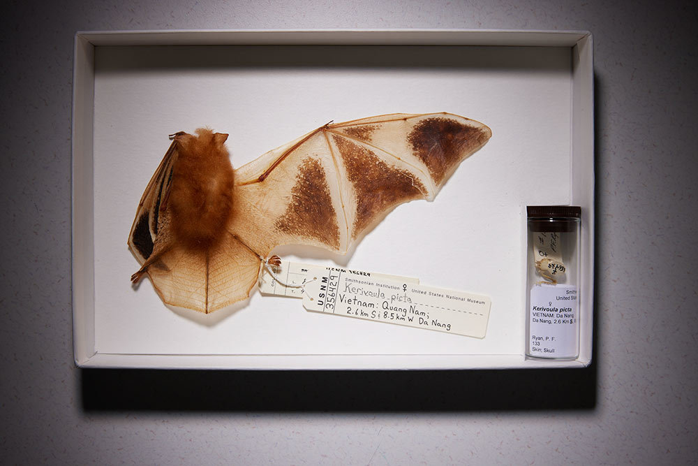 A picture of a bat specimen at the Smithsonian Museum of Natural History