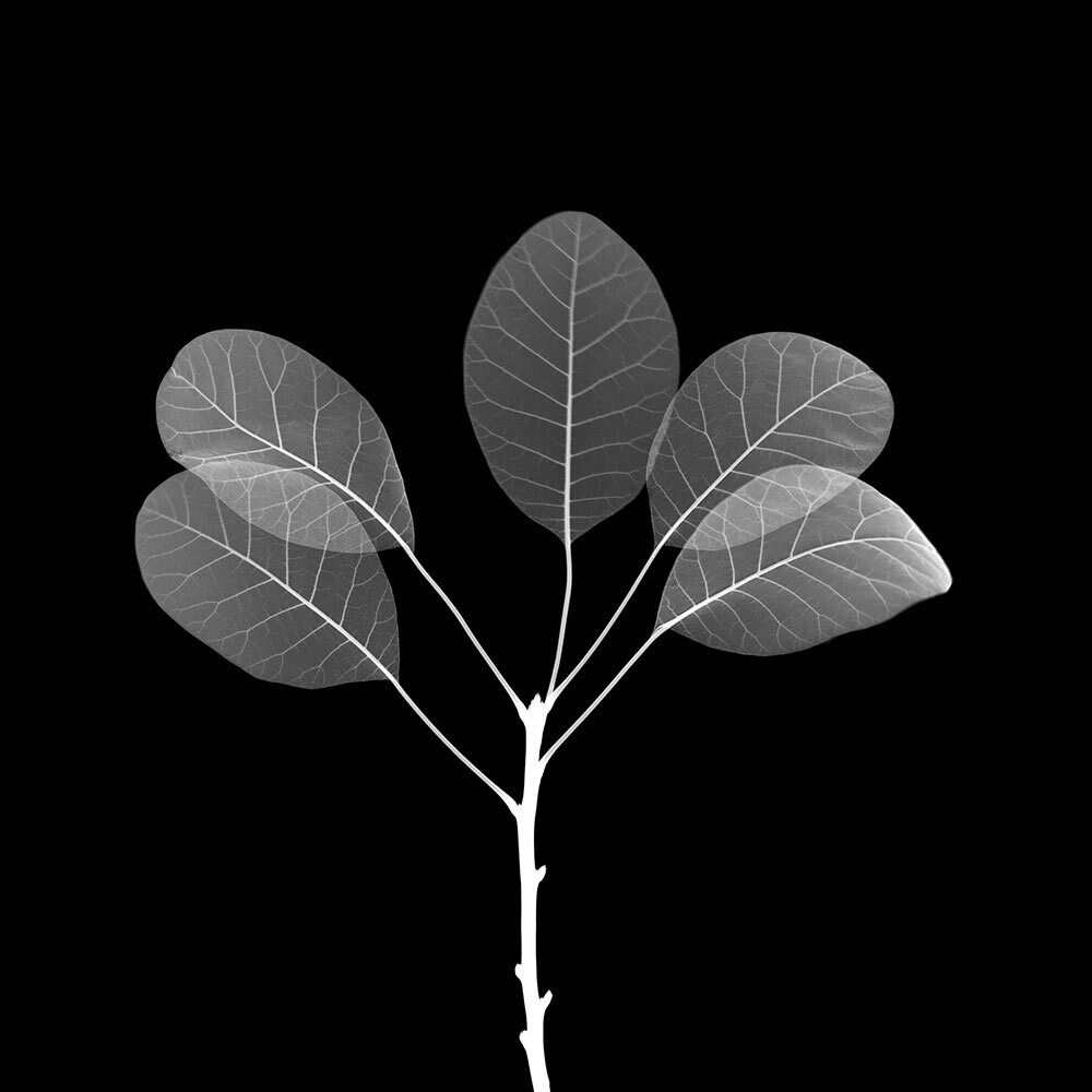 an x-ray of a plant