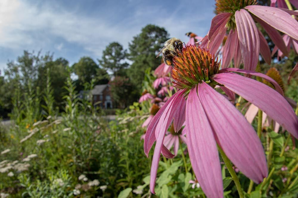 A bee is on a pink flower.