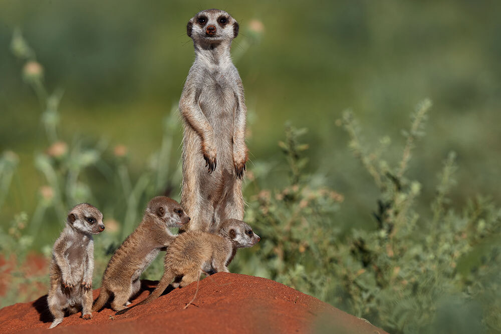A meerkat stands with three babies at its feet