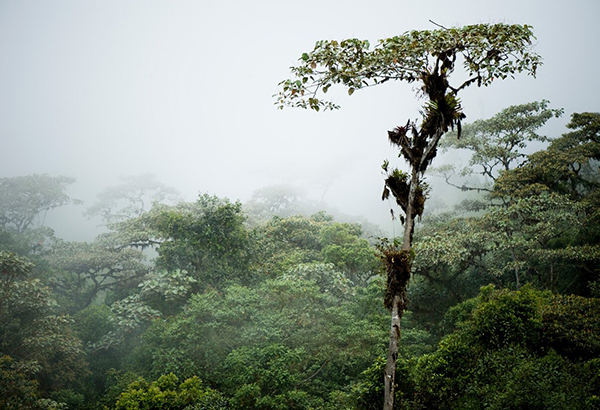 Ecuador's scenic cloud forests hide evidence for the agricultural communities that once thrived in the region.