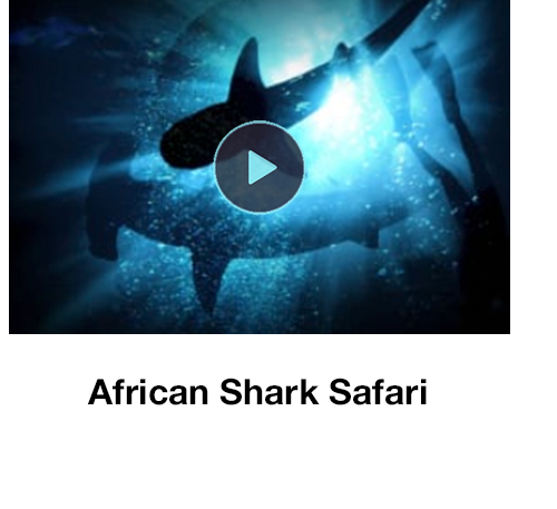 African Shark Safari