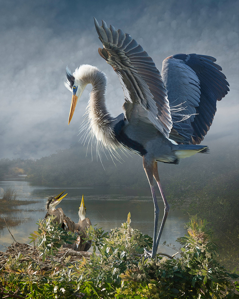 Great Blue Heron with chicks balancing on a branch