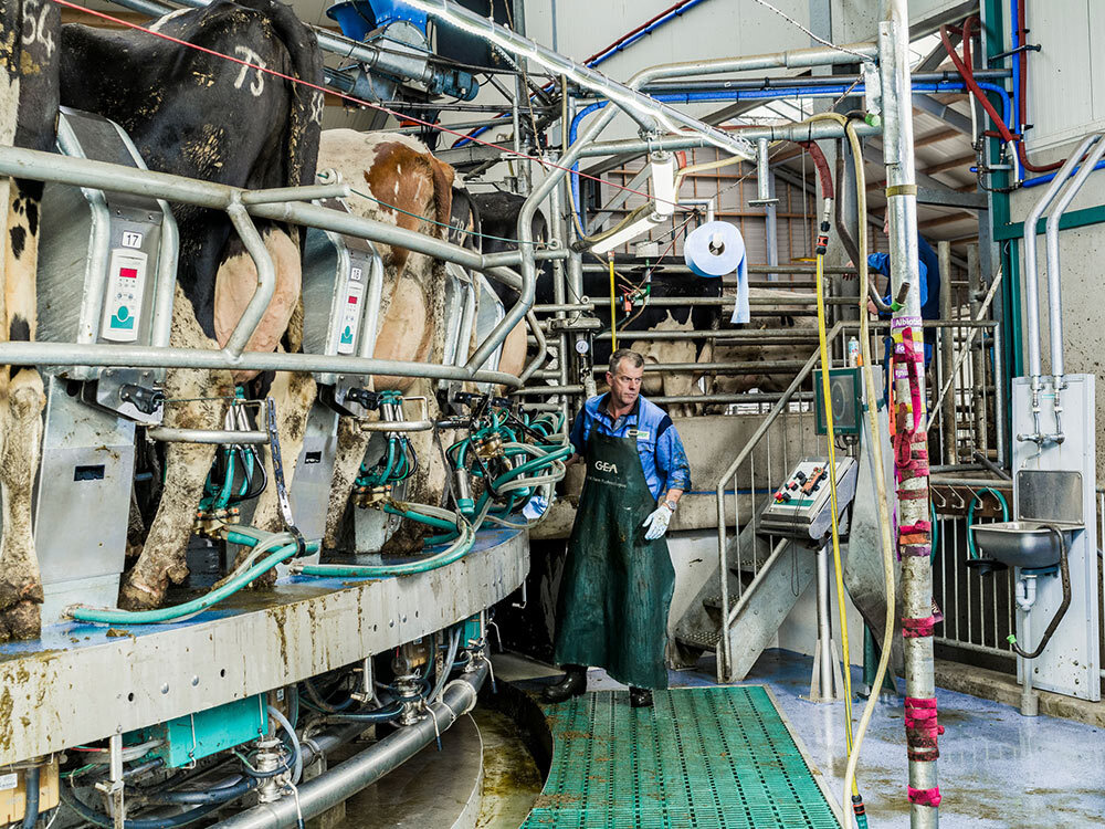 A milking operator at a dairy farm in the Netherlands.