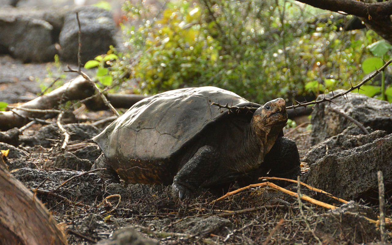 The Fernandina giant tortoise was last confirmed alive in 1906.