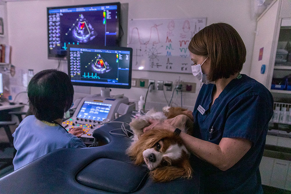 A picture of a dog receiving a medical examination