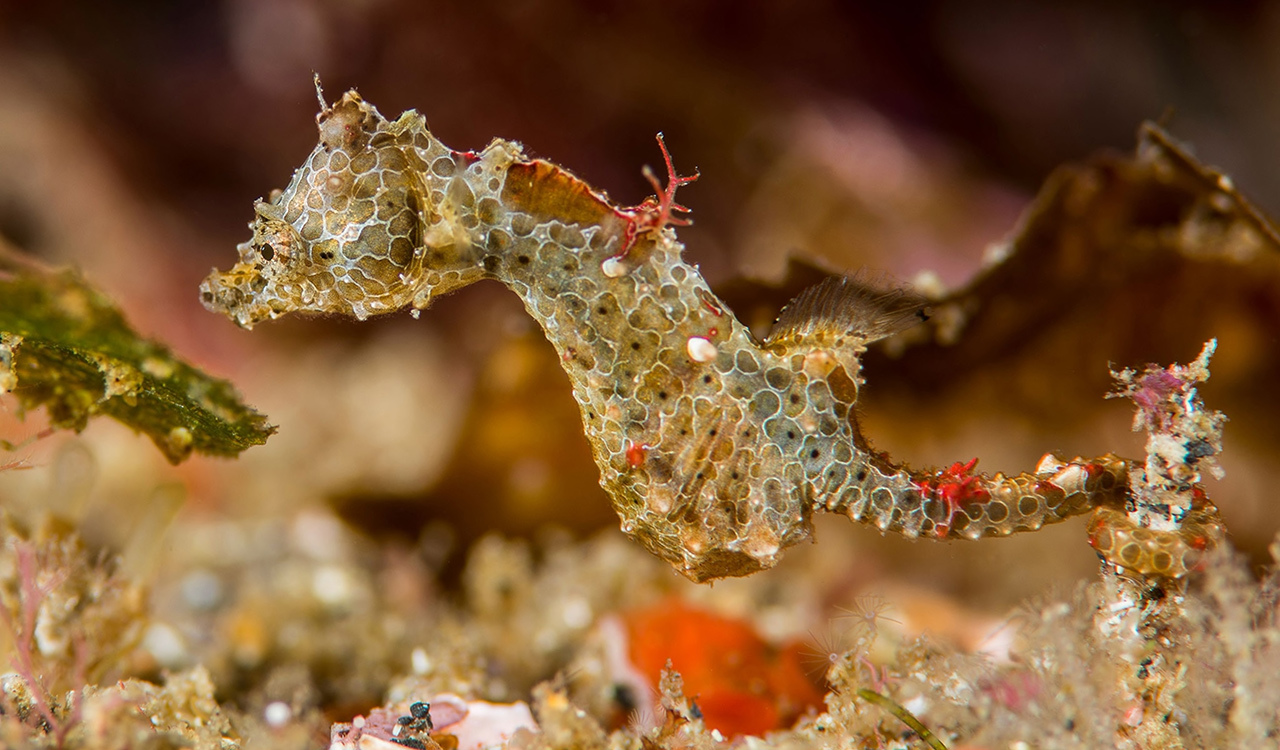 This newly described species of pygmy seahorse (Hippocampus japapigu) blends into the algae-covered rocks where it lives in Japan.