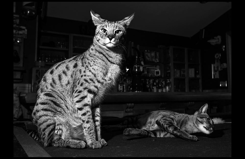 two savannah cats