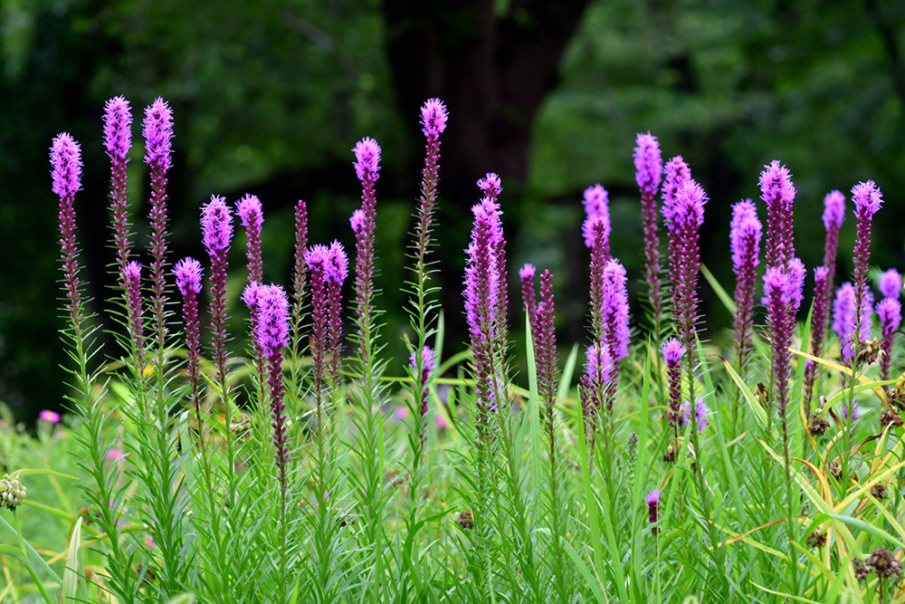 Native flowers growing in a garden