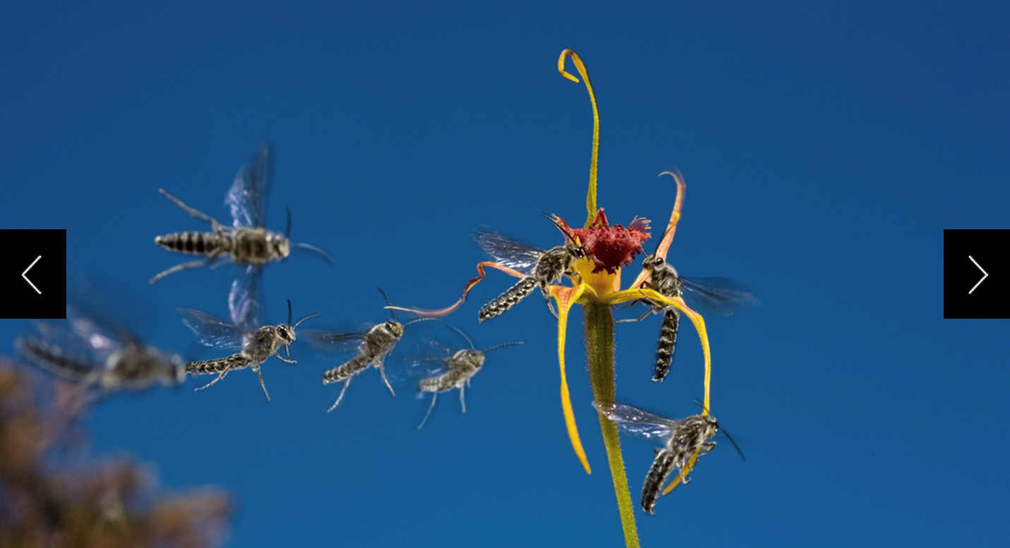 A king spider orchid in Australia, whose perfume is sending wasps its way.