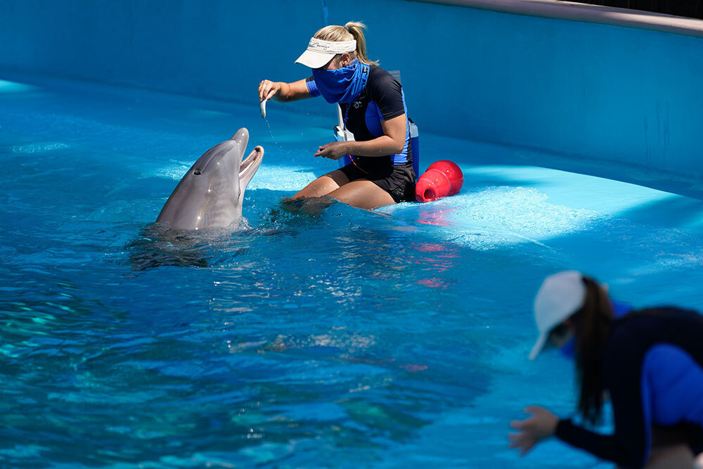 A woman feeds a dolphin a fish in a pool