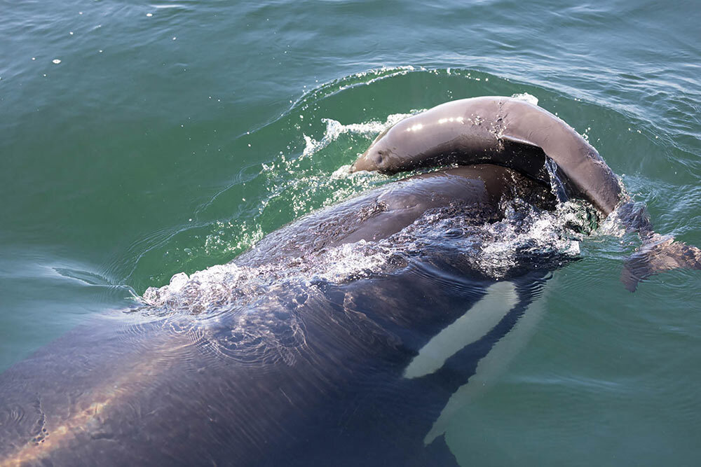 An orca pushes a porpoise out of the water with its snout