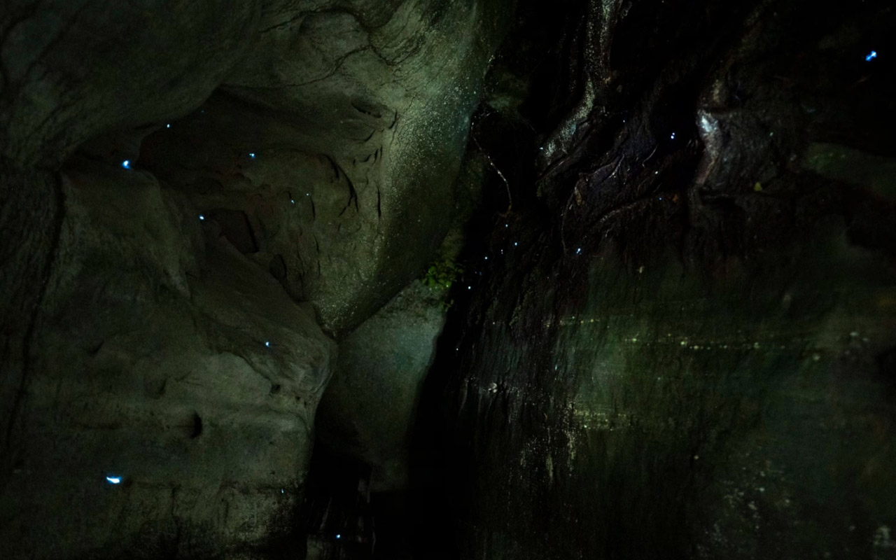 Glowing like constellations of stars, dismalites shine from the wet, moss-covered rock faces of Dismals Canyon in Alabama.