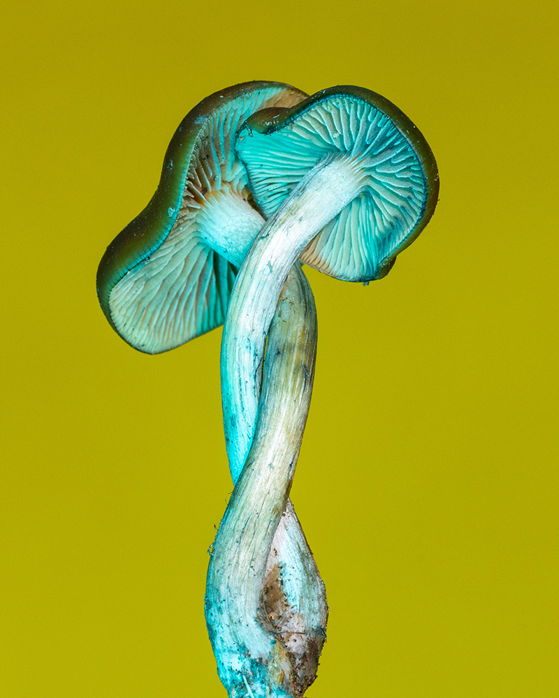 Two mushrooms with light torque hue