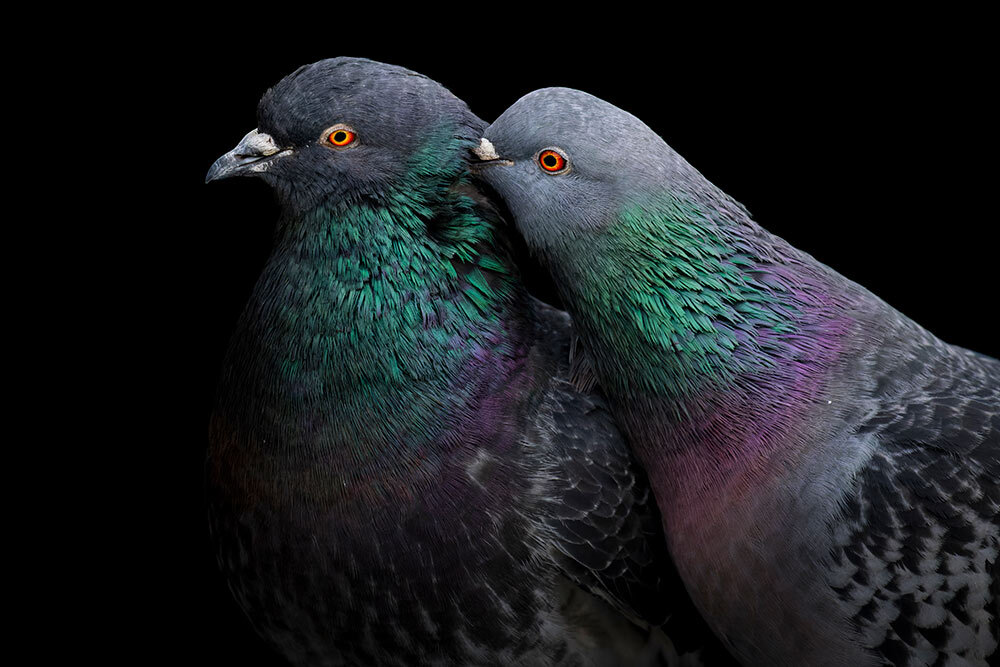 Noble and beautiful pigeons