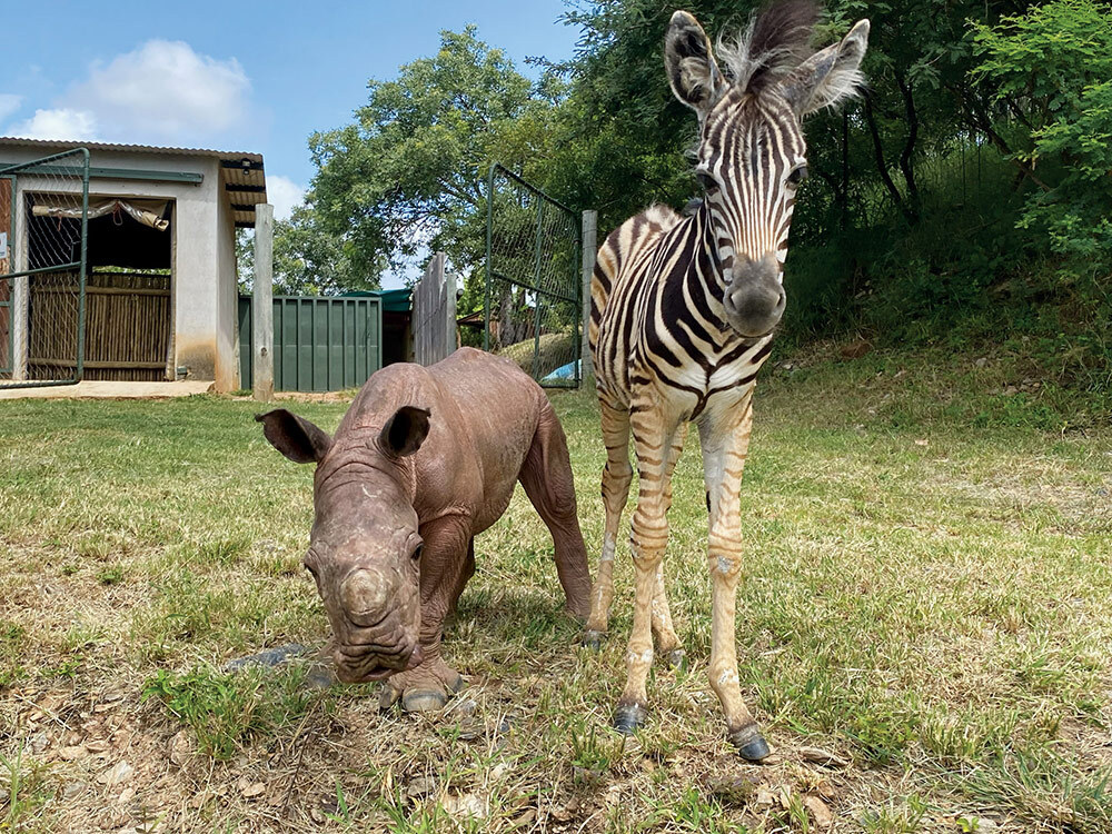 A small rhino and zebra stand in grass