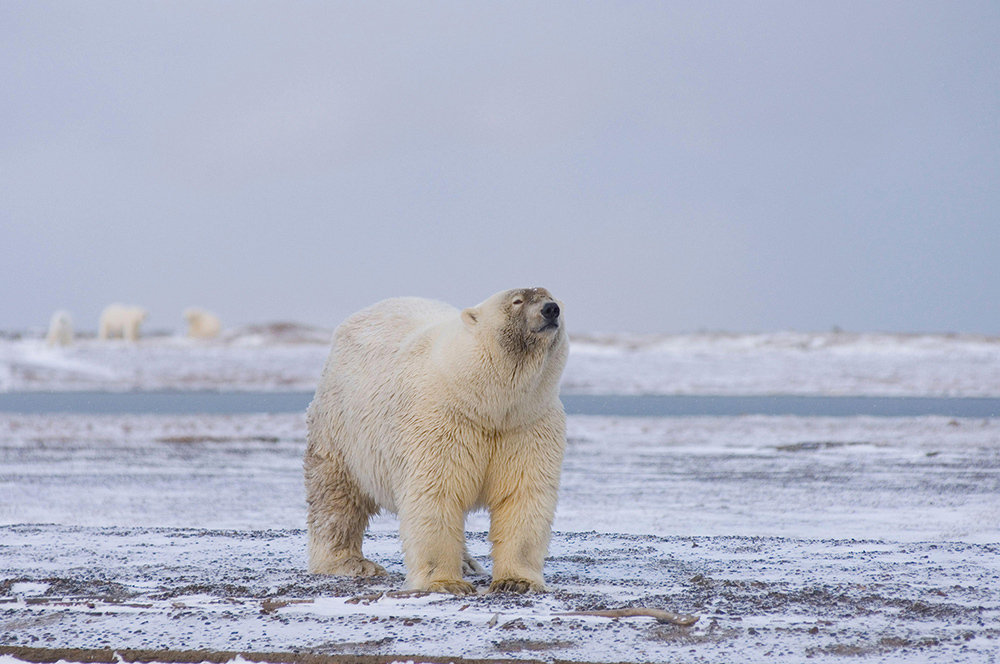 A bear with white fur over most of its body looks upward with eyes close you can see darker fur on its face