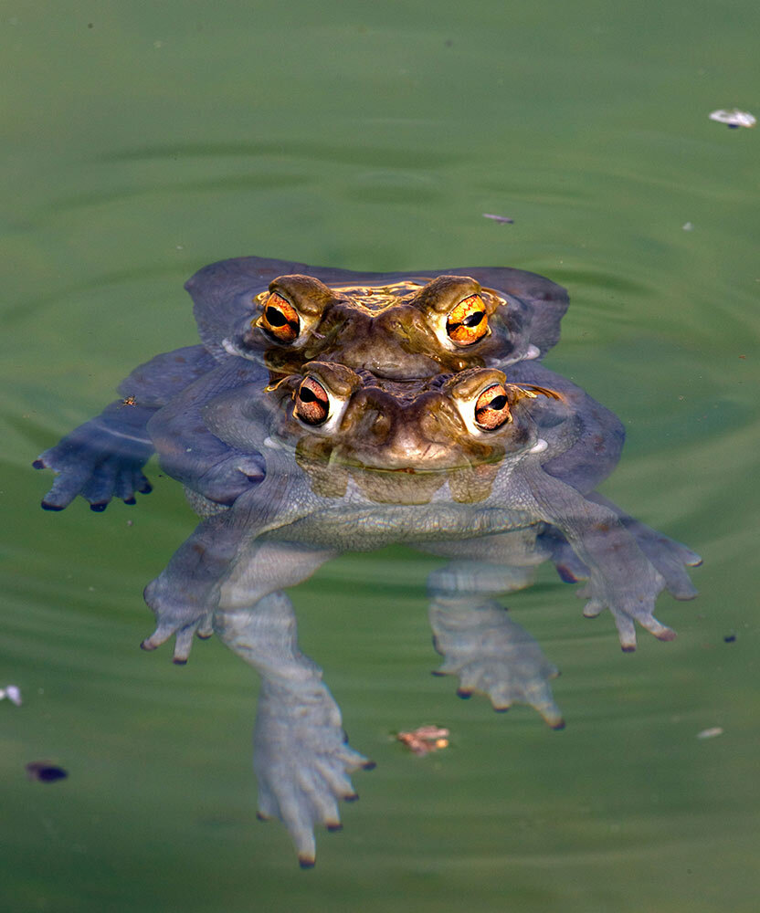 A pair of Sonoran Desert toads, Incilius alvarius, mating