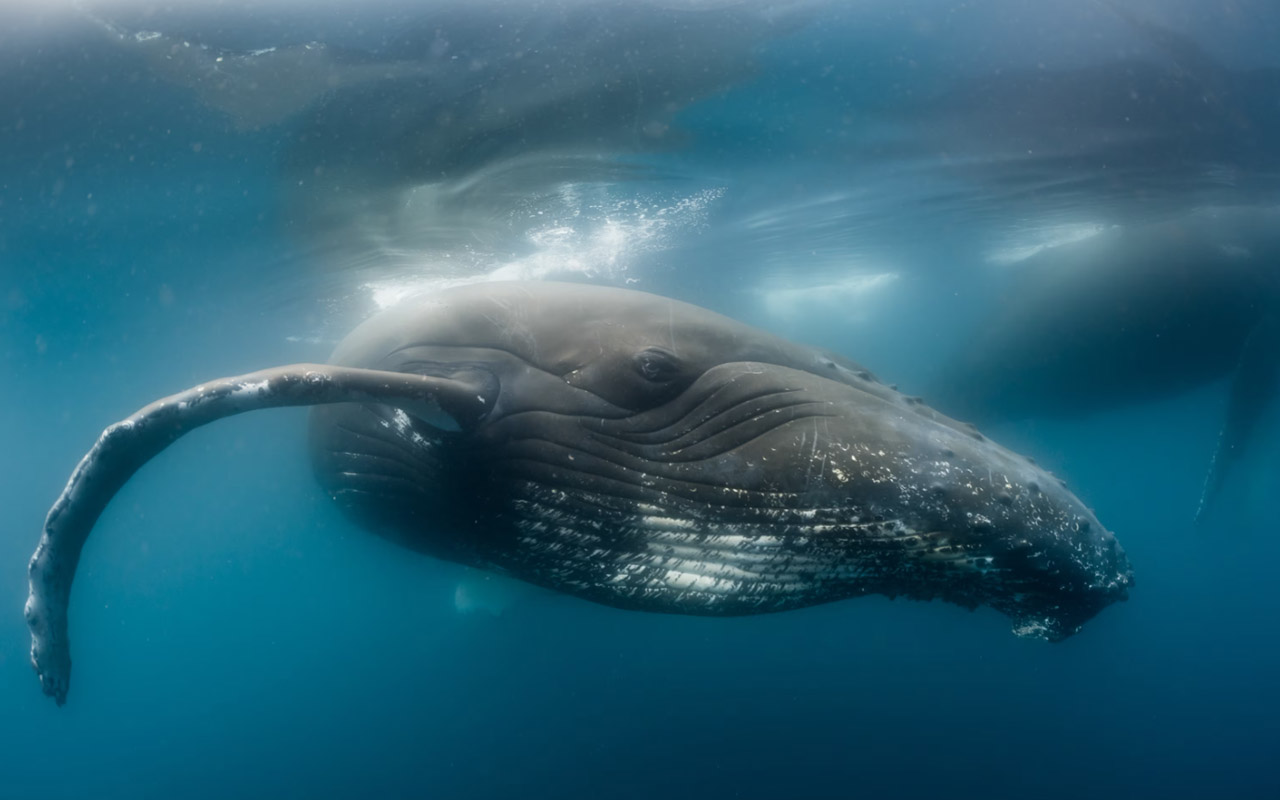 A humpback whale swims off Antarctica.