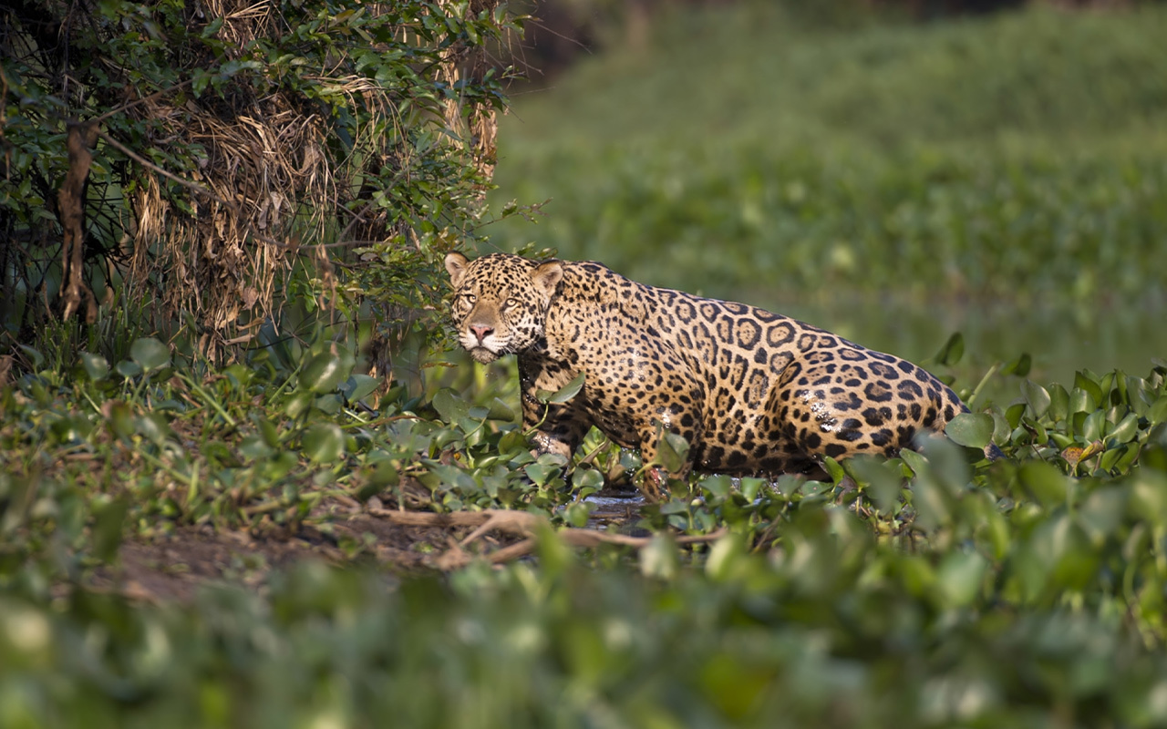 A male jaguar emerges from the water hyacinth at the edge of a tributary of the Cuiaba River, in Brazil. As ranchers graze their livestock in former jaguar territory, attacks on cattle are not uncommon. In retaliation, some ranchers leave out pesticides to poison the big cats.