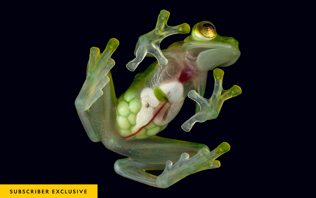 The eggs of a female sun glass frog (Hyalinobatrachium aureoguttatum) are visible through her stomach. This image was taken in a mobile studio.