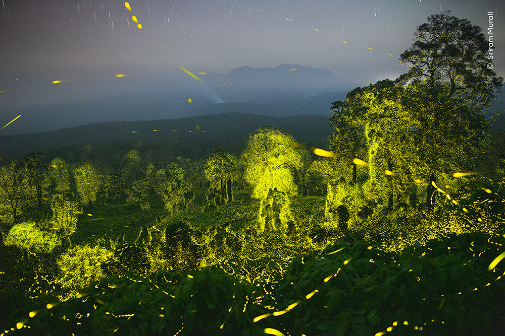 Fireflies in a tiger reserve at the Anamalai Tiger Reserve in India