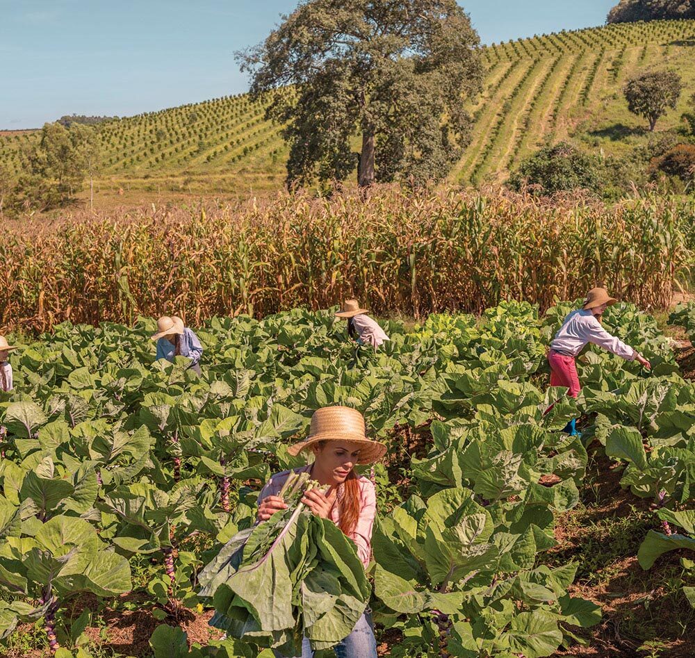women harvest crops in a field