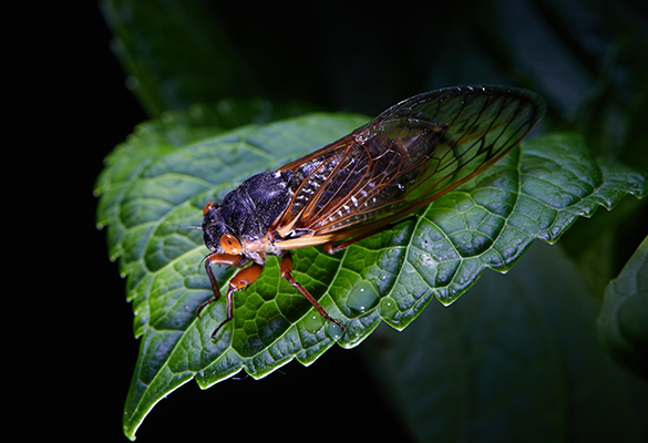 A Brood X cicada sits on a leaf in the National Geographic photo studio in Washington, D.C.