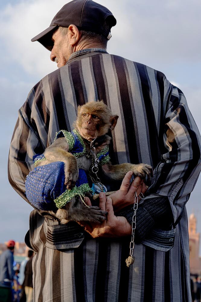 A man holds a chained primate behind his back