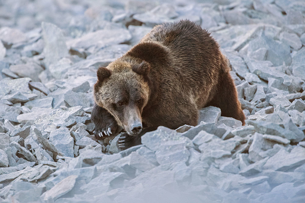 Grizzlies and moths