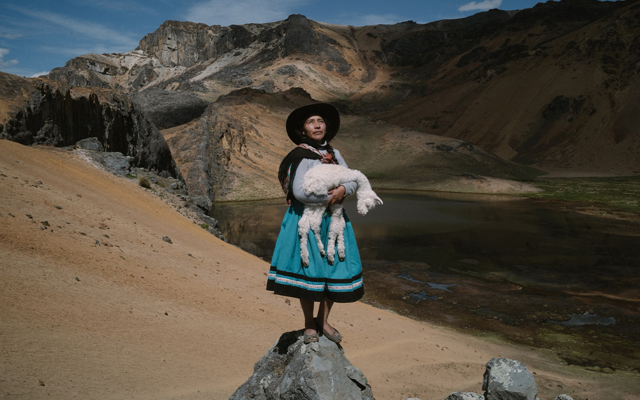 Alina Surquislla Gomez cradles a baby alpaca.