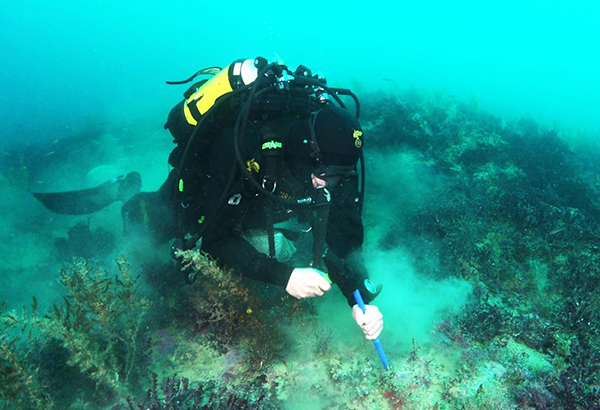 A diver from the Italian army, Carabinieri, collects rocks from one of the newfound volcanoes, Actea, in February 2019. By studying the chemistry of the rocks, the team hopes to better understand the timing of past eruptions and the evolution of the volcanic system.