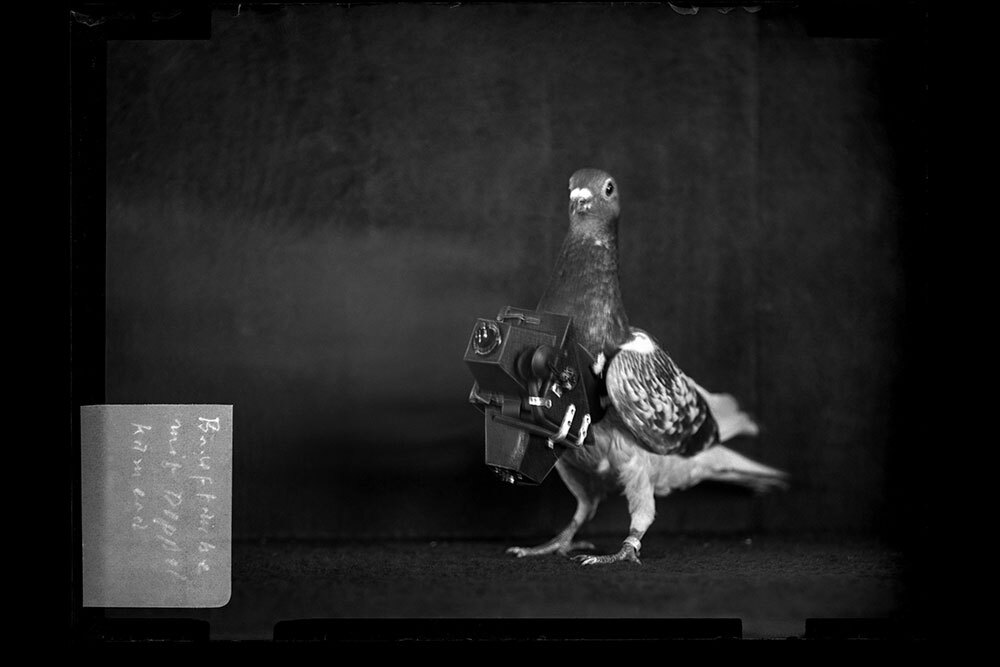 The first pigeon camera, created by German inventor Julius Neubronner in 1907, involved a lightweight aluminum harness and time-delay camera.