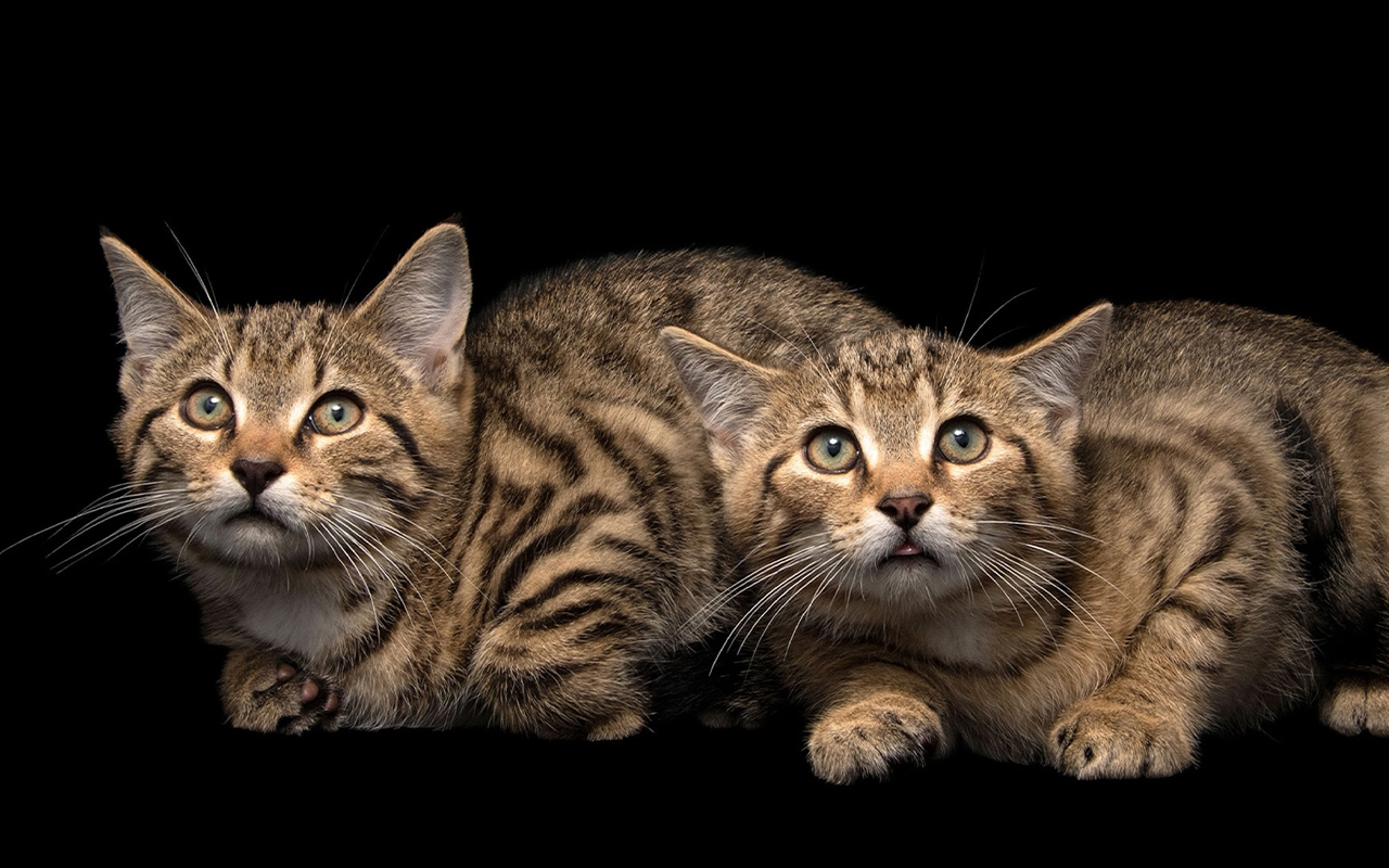 These two Scottish wildcat kittens were rescued after their mother was killed and will be released to the wild once they are able to survive on their own.