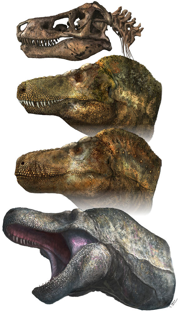 Illustration of a T. rex