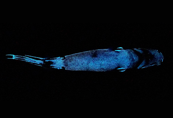 The bioluminescent blackbelly lanternshark, as seen from a view beneath the animal. These animals have glowing cells on their underside that hide their silhouette from predators lurking below by producing enough light to match their surroundings.