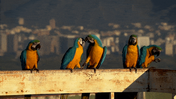 A group of macaws sit on a roof