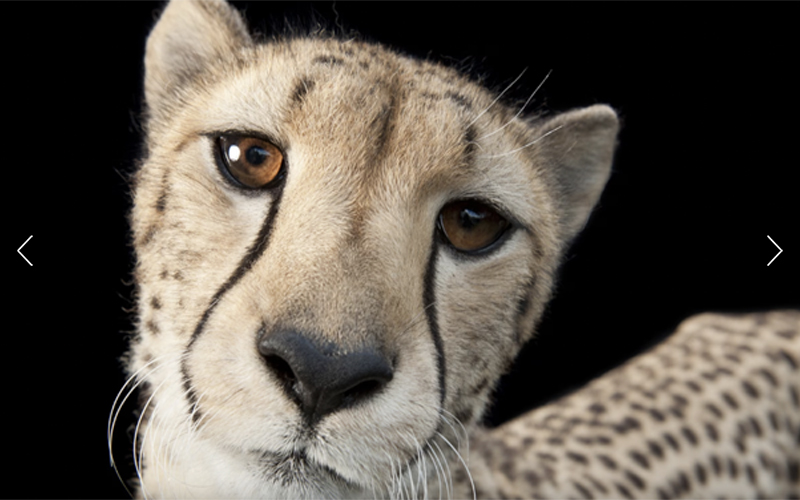 A three-year-old cheetah, taken in 2011 